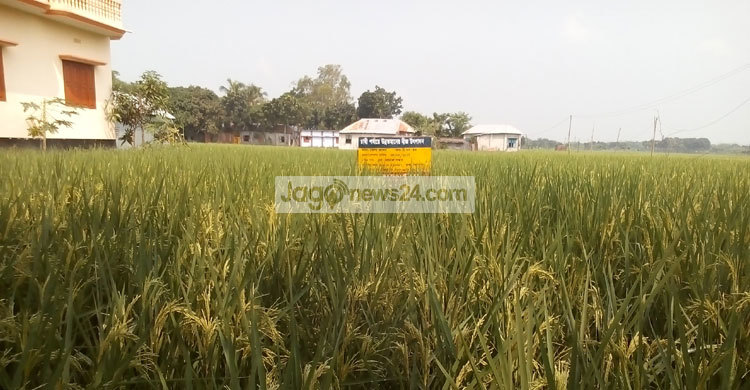 ঝিনাইদহ কৃষি বিভাগের অভিনব প্রতারণা!