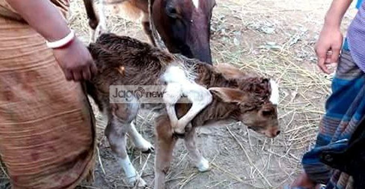 এক বাছুরের সাত পা!