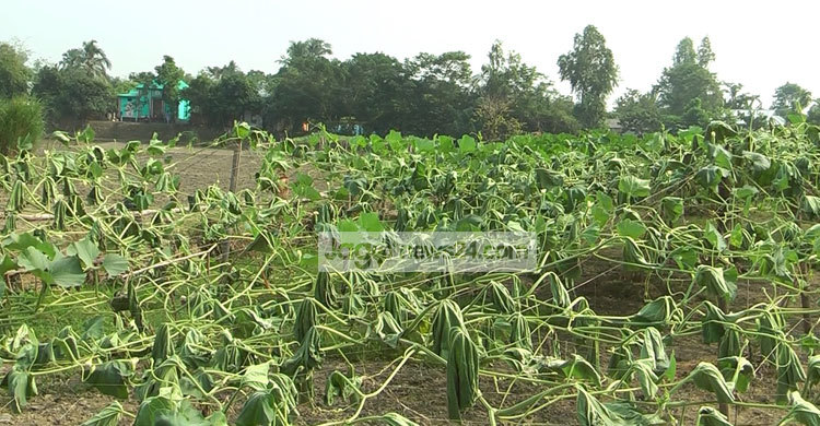 লাউ গাছ কেটে শত্রুতা!