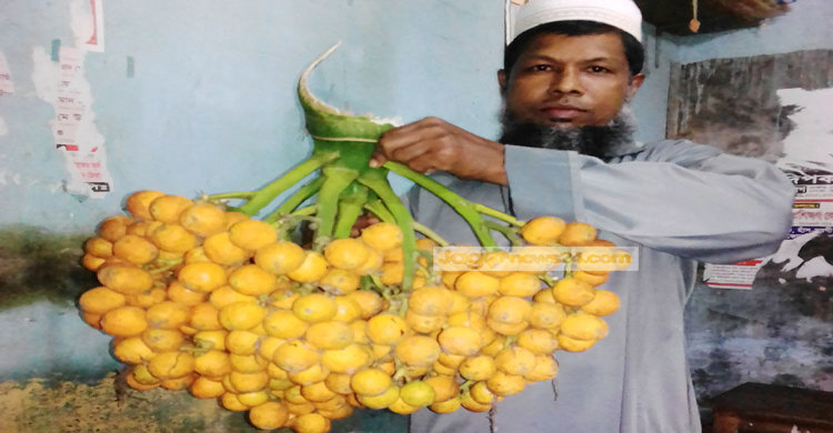 এক ছড়াতেই ৫১১ সুপারি!