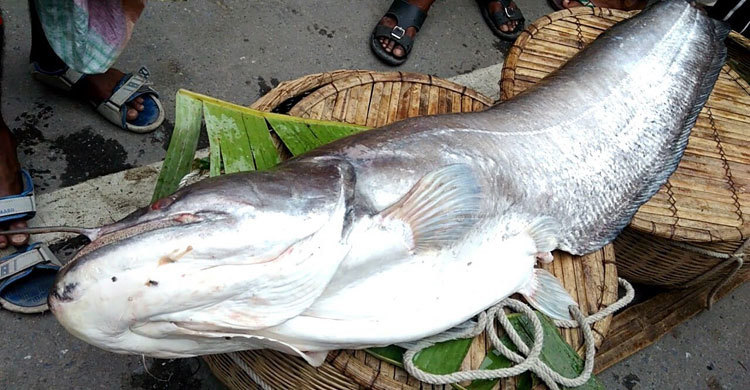 আত্রাই নদে ধরা পড়ল ১২ কেজির বোয়াল