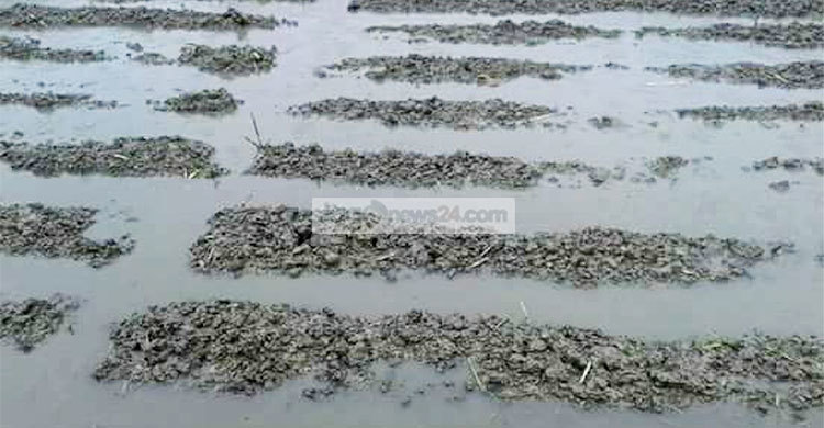 চাঁদপুরে তৃতীয় দফা আলু চাষিদের বিপর্যয়