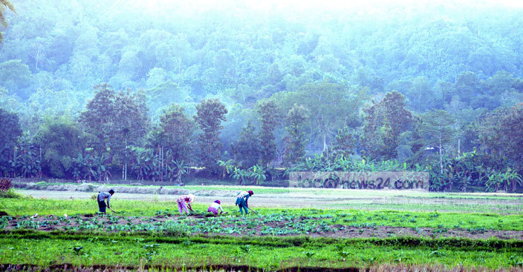 চেঙ্গীর পাড়ে শীতকালীন সবজি চাষ