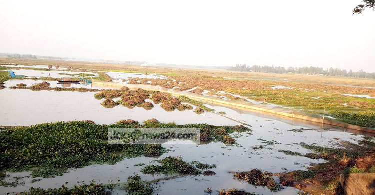 চলনবিলে ৩ হাজার হেক্টর জমিতে আবাদ নিয়ে শঙ্কায় কৃষক