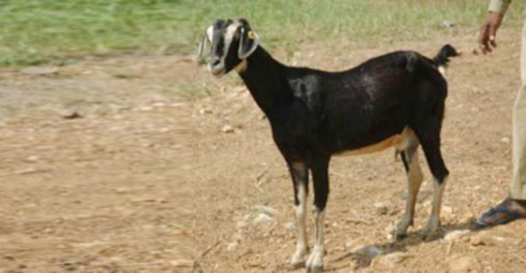 ছাগল চুরি করে জরিমানা দিলেন আ.লীগ নেতা