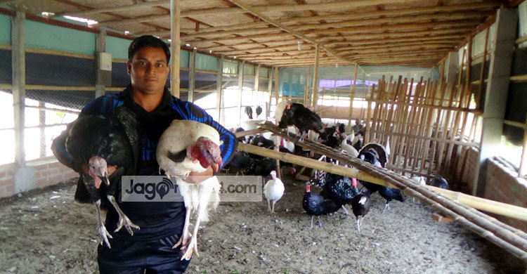 দেলোয়ারের ভাগ্য বদলাচ্ছে টার্কি মুরগি