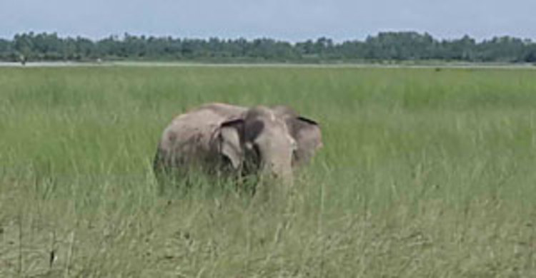 হাতিটি উদ্ধারে এখনো ভারতীয় দল আসেনি
