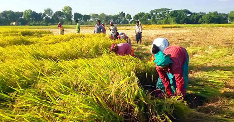 ফসলের মাঠে নারীদের না যেতে ফতোয়া, ইমামসহ গ্রেফতার ৩