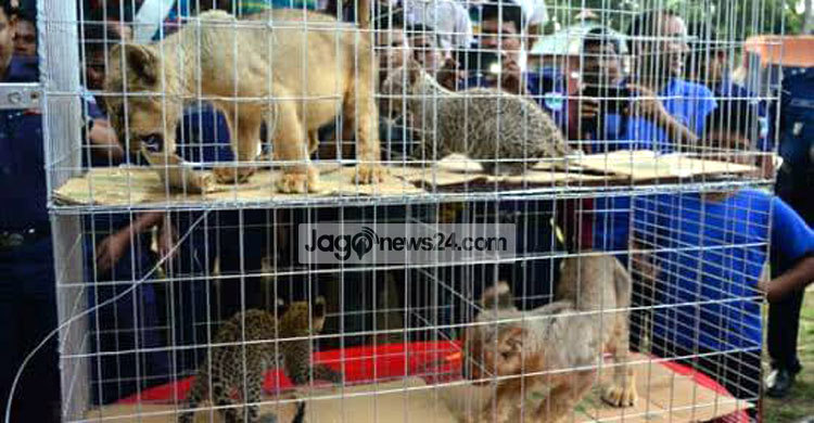 উদ্ধার হওয়া সিংহ-বাঘের চার শাবক গাজীপুরের সাফারি পার্কে