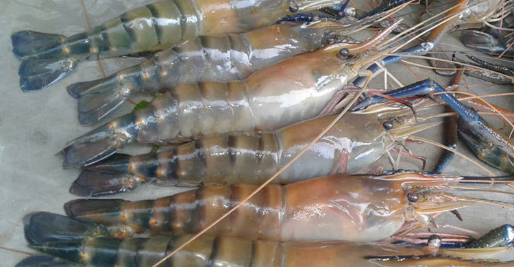 গলদা চিংড়িতে হতাশ চাষিরা