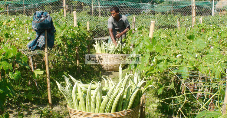 চিচিঙ্গা চাষে লোকসানের মুখে কৃষকরা