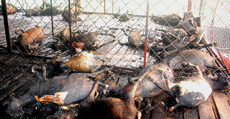 ঈশ্বরদীতে ৮৮টি ছাগলকে পুড়িয়ে হত্যা করল দুর্বৃত্তরা