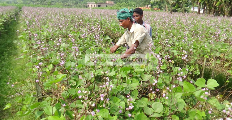 শিম চাষিদের মাথায় হাত
