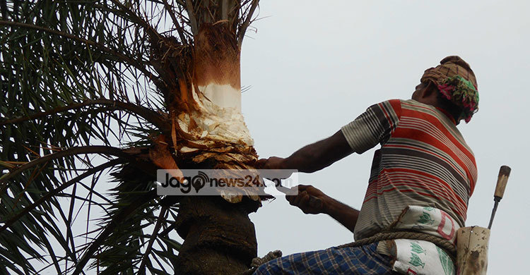 শীত আসছে, আসছে খেজুরের রস