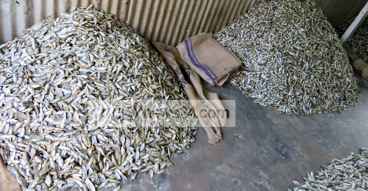 কিশোরগঞ্জের ‘চ্যাপা’ যাচ্ছে লন্ডন-যুক্তরাষ্ট্রে