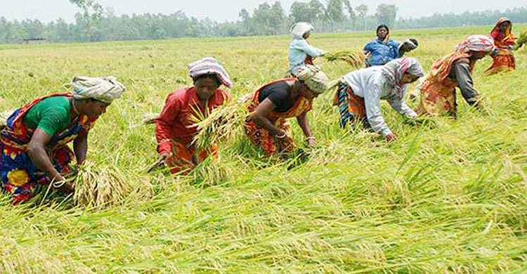 নারীদের মাঠে যেতে মানা, ইমামসহ তিনজন রিমান্ডে