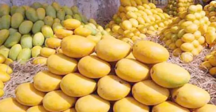 যুক্তরাজ্যের বাজারে যাচ্ছে বাংলাদেশের আম