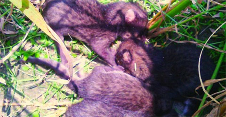 নওগাঁর সংরক্ষিত বনে ৫ শাবক জন্ম দিলো মেছোবাঘ