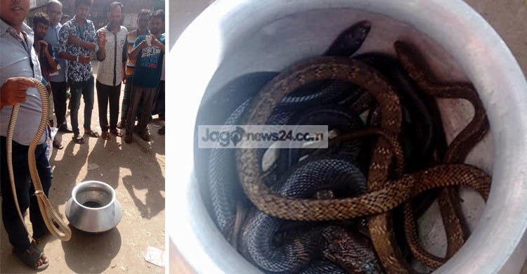 শোয়ার ঘরে ২৬ গোখরা