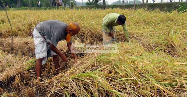 নতুন ধানেও হাসি নেই কৃষকের মুখে