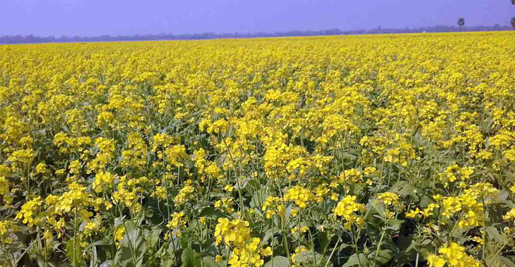 মাঠে মাঠে সরিষা ফুলের সমারোহ