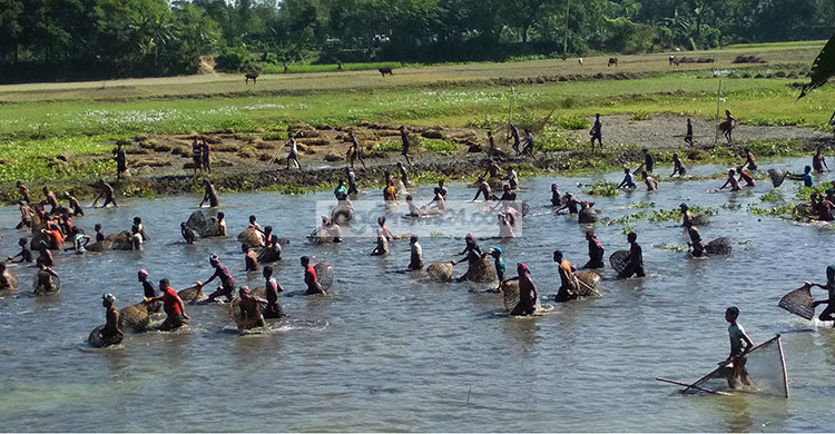পলো বাওয়া উৎসব, নদী পাড়ে আনন্দের ঢল