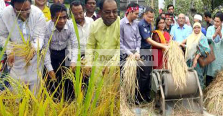 কাস্তে হাতে ধান কাটলেন এমপি, মাড়াই করলেন ডিসি