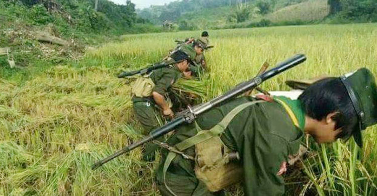 মগ বাহিনী কেটে নিচ্ছে রোহিঙ্গাদের ধান