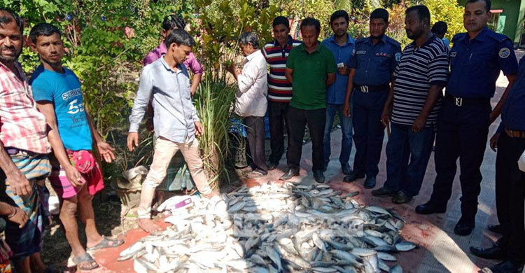 বাউফলে ৭ মণ জাটকা উদ্ধার