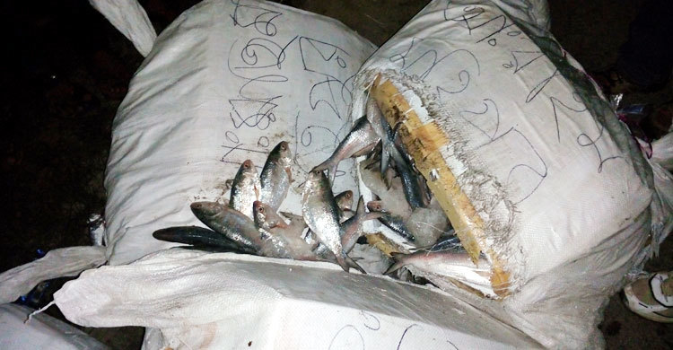 যাত্রীবাহী বাসে ৩০ মণ জাটকা