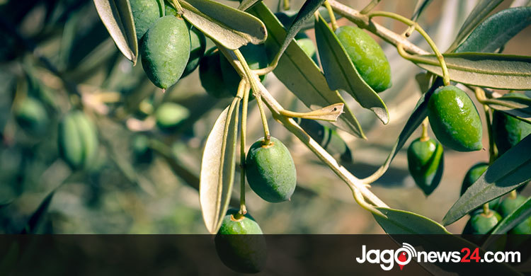 যে কারণে জলপাই খাবেন