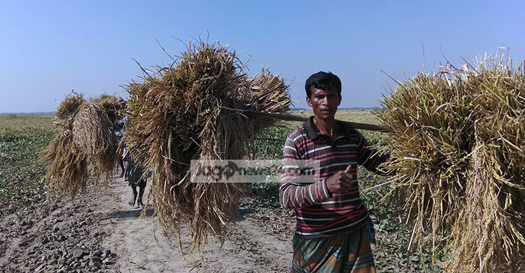 হাওরের কৃষকের মুখে আমন ধানের হাসি
