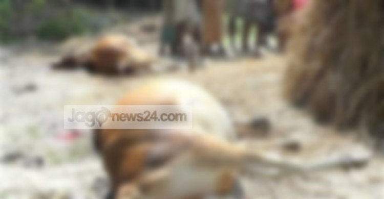 লাল শাক খেয়ে দুই গরুর মৃত্যু