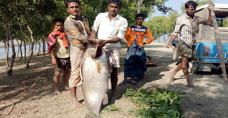 দেড় মণ ওজনের পোয়া মাছটির দাম ২ লাখ টাকা