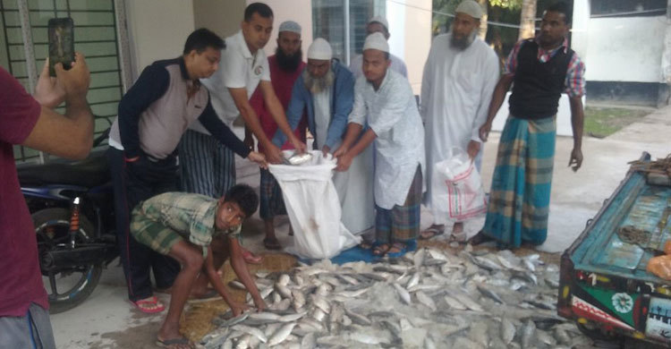 ডামুড্যায় ২০ মণ জাটকা জব্দ