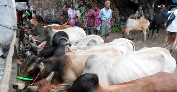 satkhira-cow-(2)