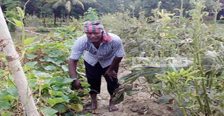 সবজি চাষে বদলে গেলো ইসমাইলের ভাগ্য