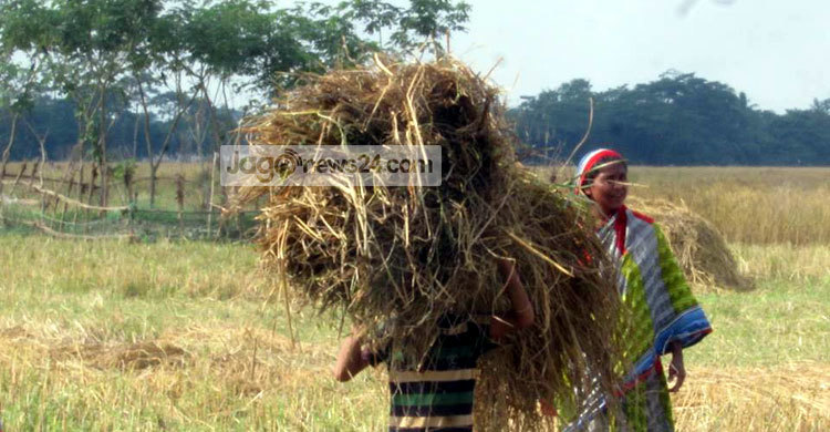 শরীয়তপুরে রোপা আমনের বাম্পার ফলন, দামও বেশি