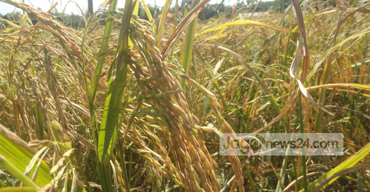 Sherpur-paddy