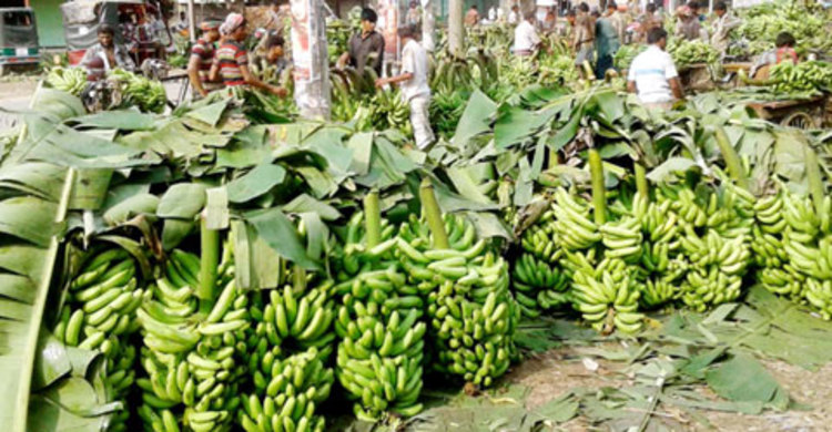 কুতুবপুর বাজারে সপ্তাহে কোটি টাকার কলা বিক্রি