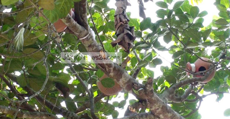 দেলদুয়ারের পাখিরাও পেল নিরাপদ আবাসন