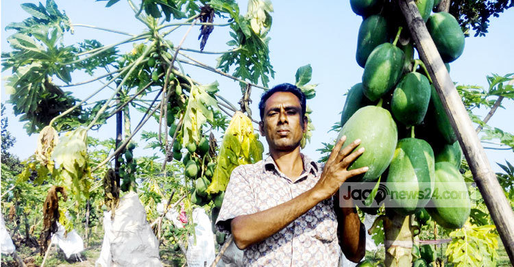 পেঁপে চাষে স্বাবলম্বী