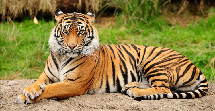 Bangladesh, India, Nepal to sync 2018 tiger census