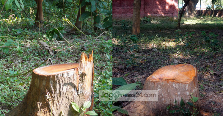 রেলওয়ের ৫টি গাছ কেটে নিল কারা?