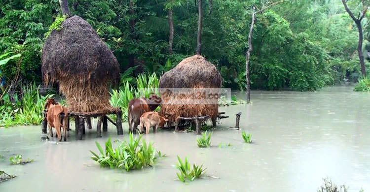 বরগুনায় বেড়িবাঁধ ভেঙে ৭ গ্রাম প্লাবিত