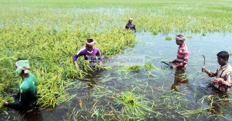 বর্ষণে বগুড়ায় ১৪ হাজার হেক্টর জমির ফসলহানি