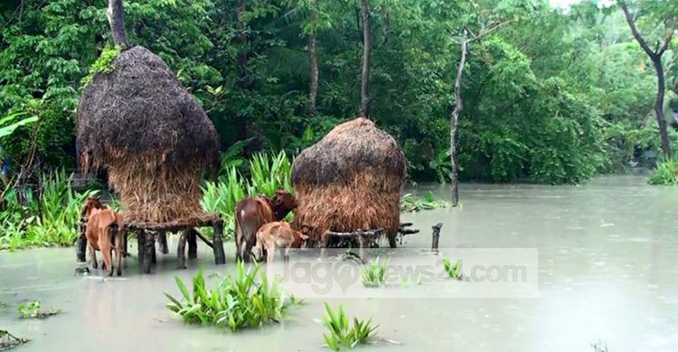 বেড়িবাঁধ ভেঙে বরগুনার ১৪ গ্রাম প্লাবিত