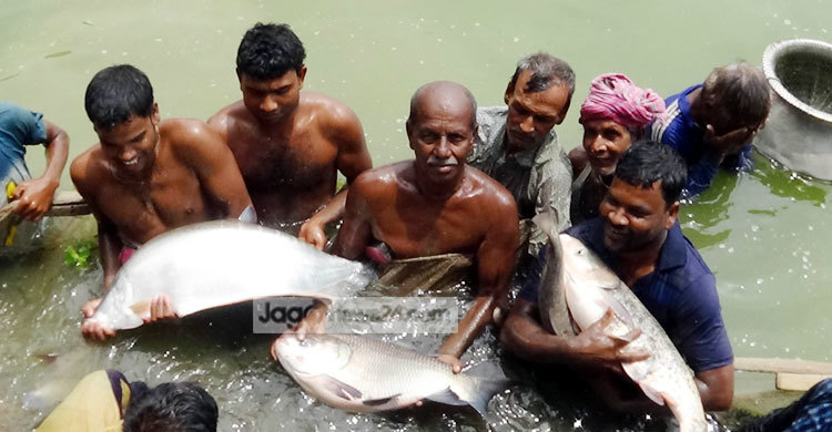মাছ চাষে বছরে ১২ লাখ টাকা লাভ করেন শিক্ষক আব্দুর রহিম