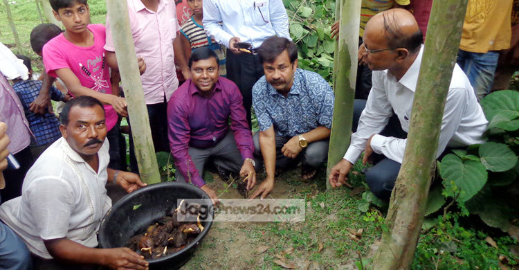 গাইবান্ধায় এক লাখ তাল গাছের চারা রোপণ