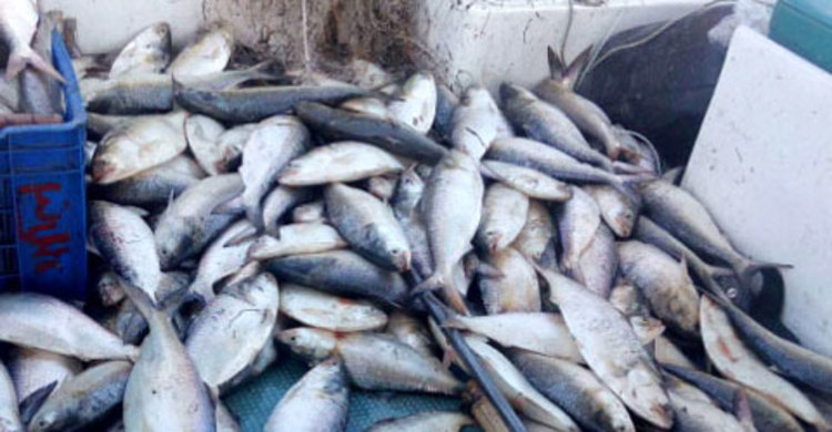 মুন্সীগঞ্জে ১৮ মণ মা-ইলিশ জব্দ